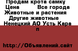 Продам крота самку › Цена ­ 200 - Все города Животные и растения » Другие животные   . Ненецкий АО,Усть-Кара п.